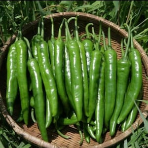 Korean Gochujang King Pepper, Korean Crispy Pepper, live plant. Ships in 4" pot. We do not ship to Ca, Hi and Pr.