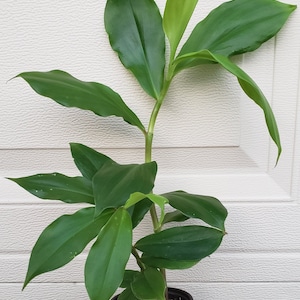 Chamaecostus cuspidatus, Insulin-plant, cây mía dò, cát lồi in a gallon pot. We do not ship to HI, CA and PR.