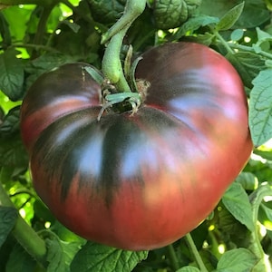 May include: A large, ripe heirloom tomato with a deep red and black marbled skin. The tomato is still attached to the vine and has a green stem.