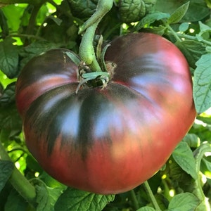 Two Cherokee Purple Heirloom Tomatoes, organic live plants, non-GMO. Ships in 4" pot/ea. We do not ship to Hi, Ca and Pr.