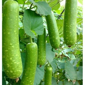 2 Bottle Gourd plants - Bầu Sao. Ships in 4" pot of each. We do not ship to HI,CA & PR.