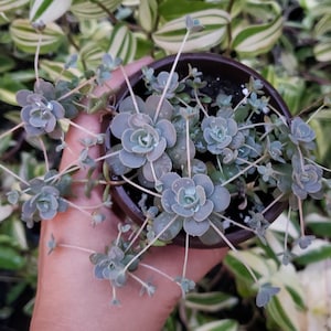 3 Cuttings Chinese Dunce Cap Succulent - Orostachys Iwarenge.