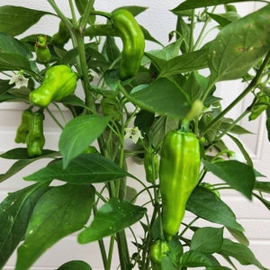 May include: Close-up of a pepper plant with several green peppers in various stages of growth. The peppers are elongated and slightly curved, with a vibrant green color. The plant has large, dark green leaves and small white flowers.