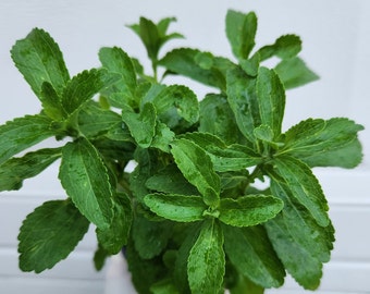 Stevia Rebaudiana live plant in 5" pot.