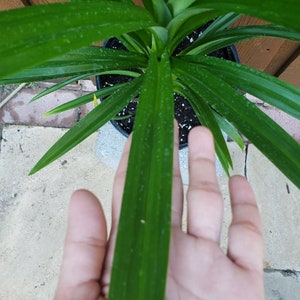 Cây lá dứa - Planta viva Pandanus amaryllifolius de 24" - 28" de altura. Se envía en una olla de un galón. imagen 2