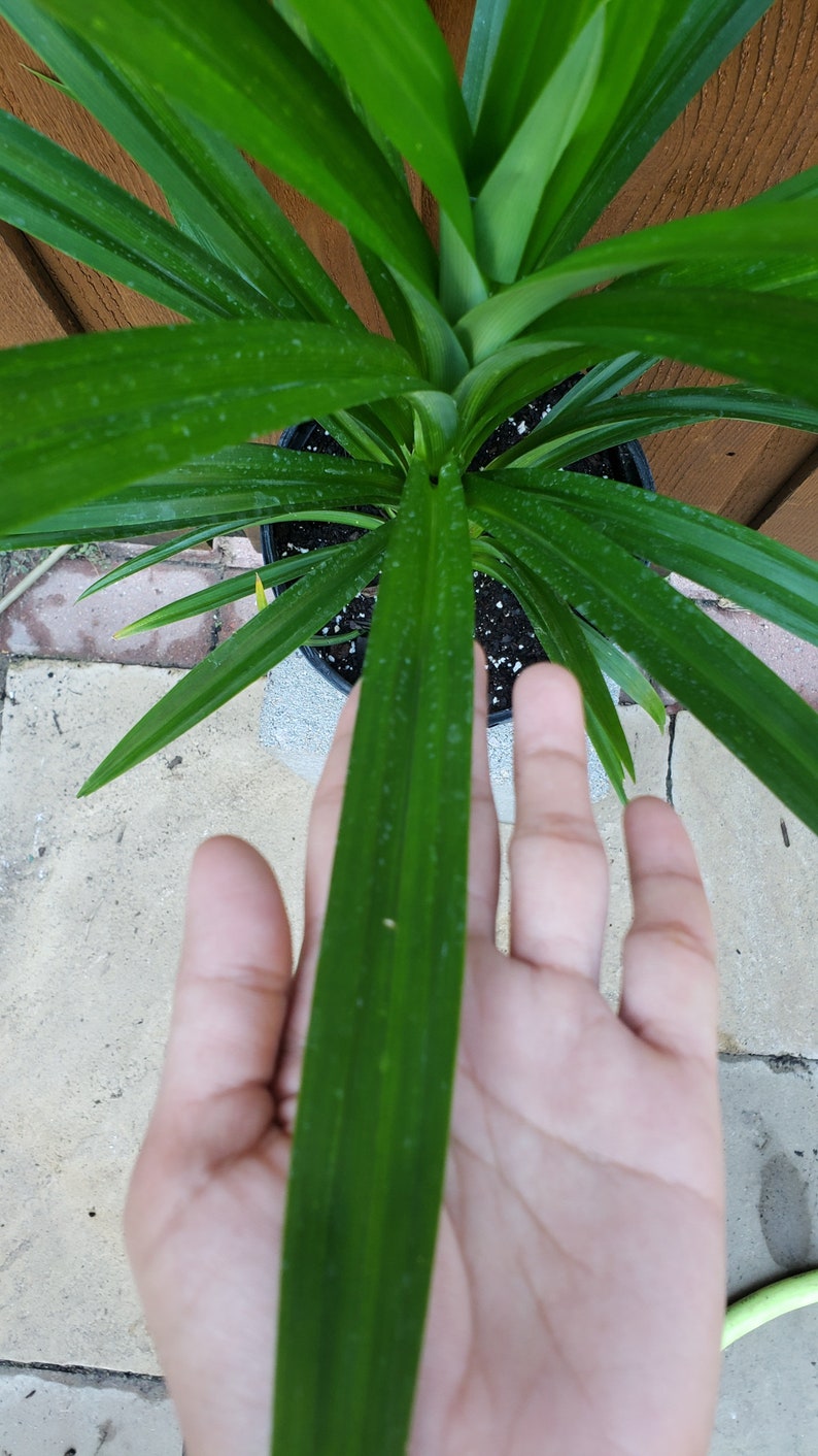 Cây lá dứa - Planta viva Pandanus amaryllifolius de 24" - 28" de altura. Se envía en una olla de un galón. imagen 2