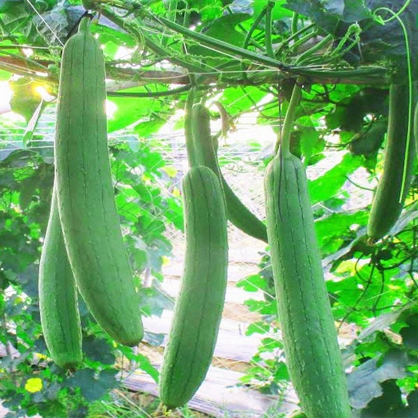 2 Luffa Gourd plants - Mướp Hương. Ships in 4" pot/ea. We do not ship to Hi, Ca and Pr.