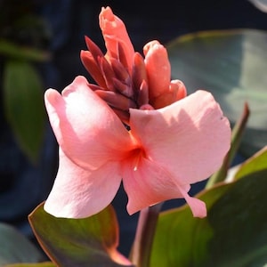 May include: A blooming canna lily flower with soft salmon-pink petals and a central cluster of tightly packed, darker reddish-pink buds. The flower is supported by a sturdy stem and surrounded by large, dark green leaves with deep purple undertones.