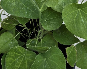 Puede incluir: Una planta en maceta con numerosas hojas verdes en forma de corazón, con venas visibles y finos vellos suaves a lo largo de los tallos y bordes. El follaje es denso y superpuesto, creciendo desde un recipiente oscuro con tierra y perlita.