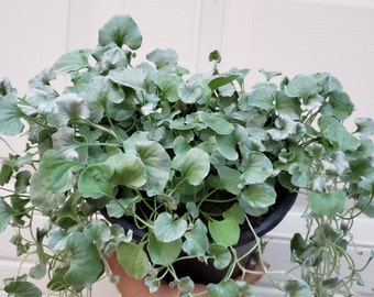 Puede incluir: Una planta exuberante y verde con hojas redondeadas de color verde plateado en una maceta negra. La planta tiene un hábito rastrero, con algunos tallos que caen en cascada por el borde de la maceta. Las hojas tienen un aspecto ligeramente texturizado.