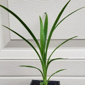 Puede incluir: Una planta de pandan joven con hojas largas, delgadas y de color verde vibrante que crecen hacia arriba desde una base de tierra oscura en un peque&ntilde;o recipiente de pl&aacute;stico negro. La planta presenta follaje puntiagudo que irradia del centro.