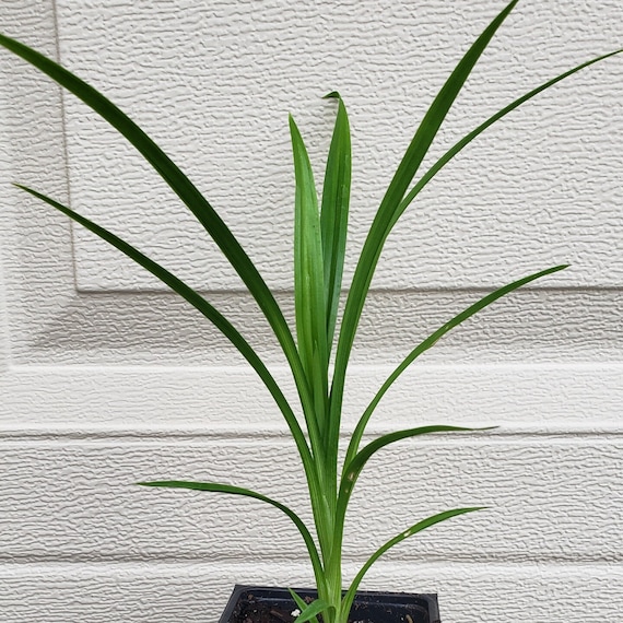 Cây lá dứa - Pandanus amaryllifolius live plant. Ships in 4" pot.