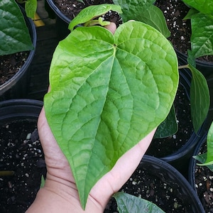 May include: A vibrant green heart-shaped leaf with a prominent network of veins and a smooth, slightly textured surface. The leaf displays a pointed tip and a rounded base, showcasing a deep emerald hue that transitions to a lighter shade of green.
