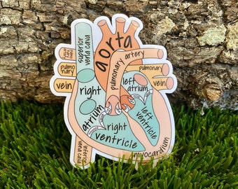 Anatomical Heart Sticker | Hand drawn | Water Resistant Vinyl Sticker
