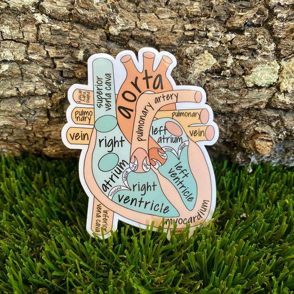 Anatomical Heart Sticker | Hand drawn | Water Resistant Vinyl Sticker