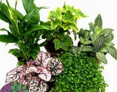 Mix of 5 Terrarium Plants Typically Includes Fittonia, Hypoestes, Ivy, Moss, Peace Lily Random Mix