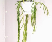 Hoya linearis Hanging Succulent