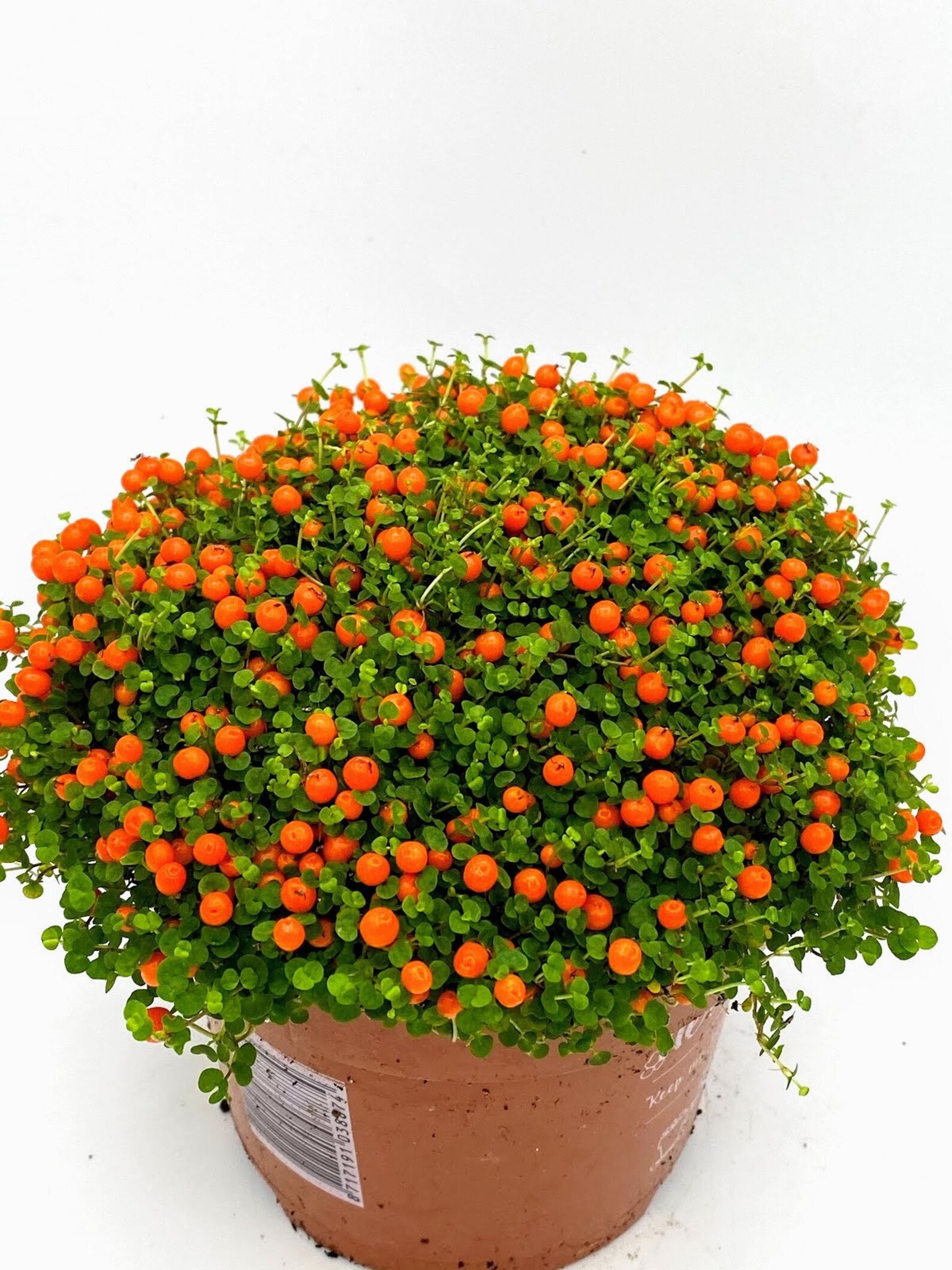 Coral Bead Plant Nertera Astrid 8cm Pot Suitable for Open Etsy