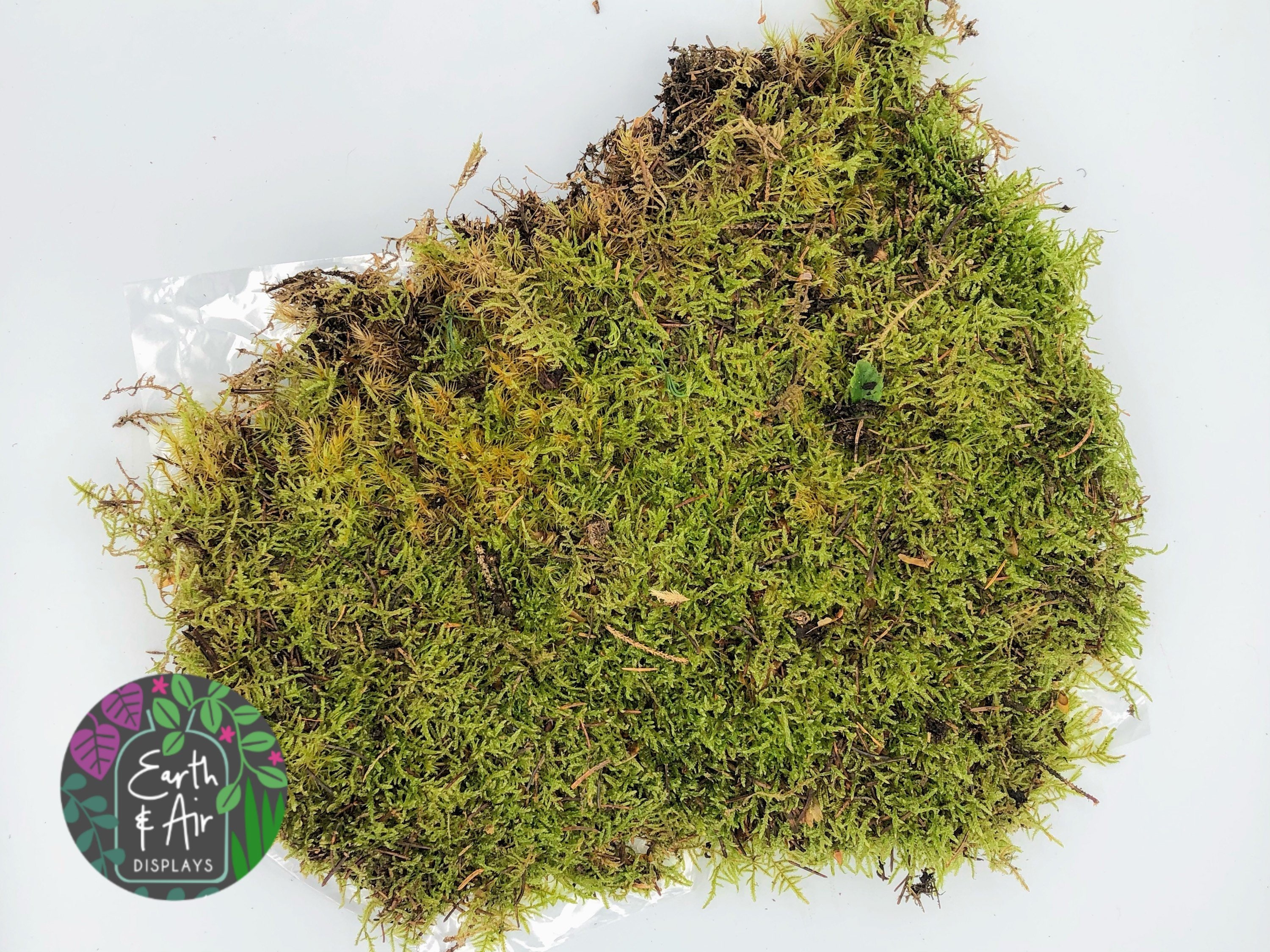 Live Sheet Moss Perfect Ground Cover Real Living Moss For Etsy