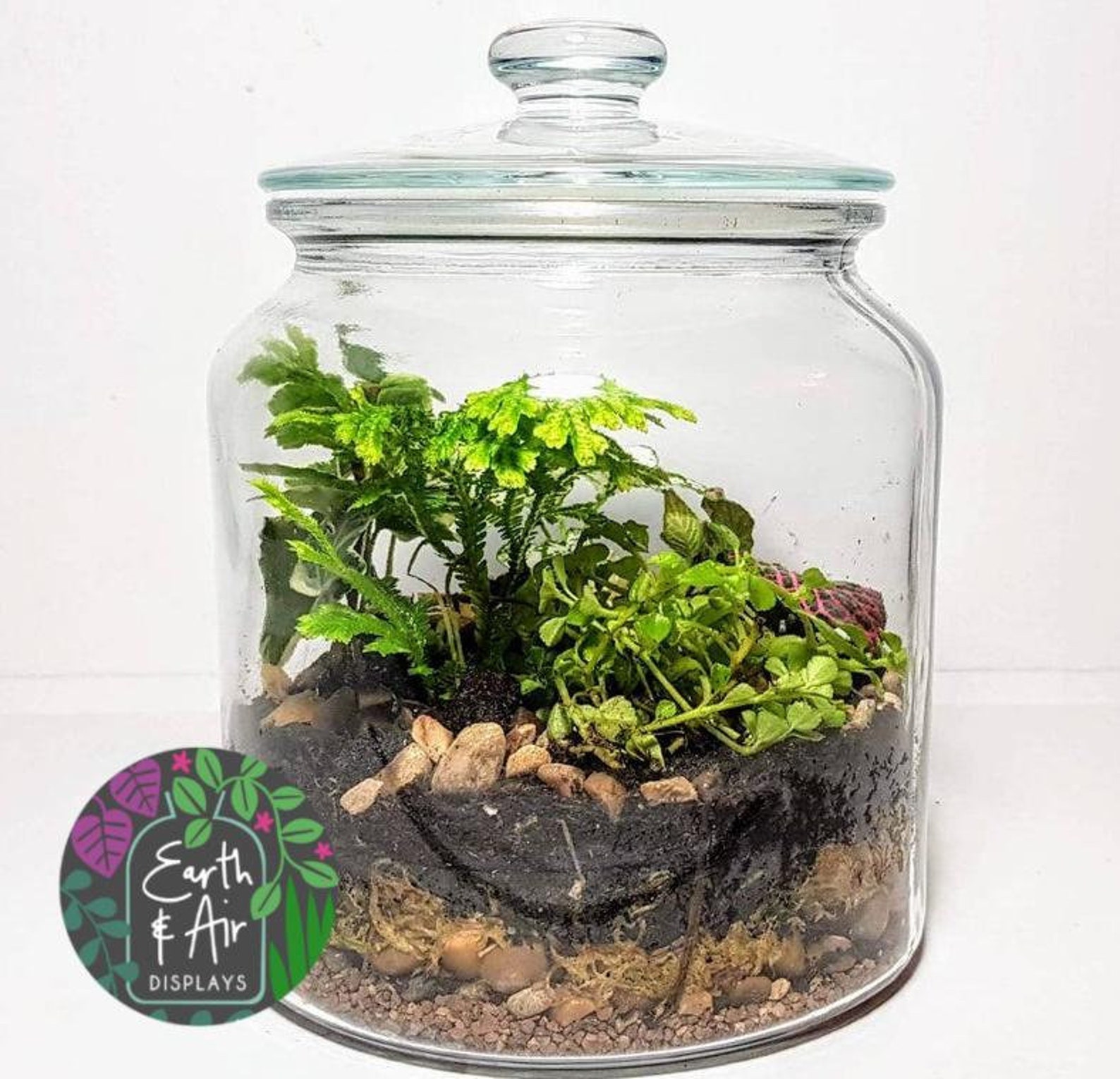 Large Bell Jar Terrarium Kit DIY Make Your Own Terrarium Etsy