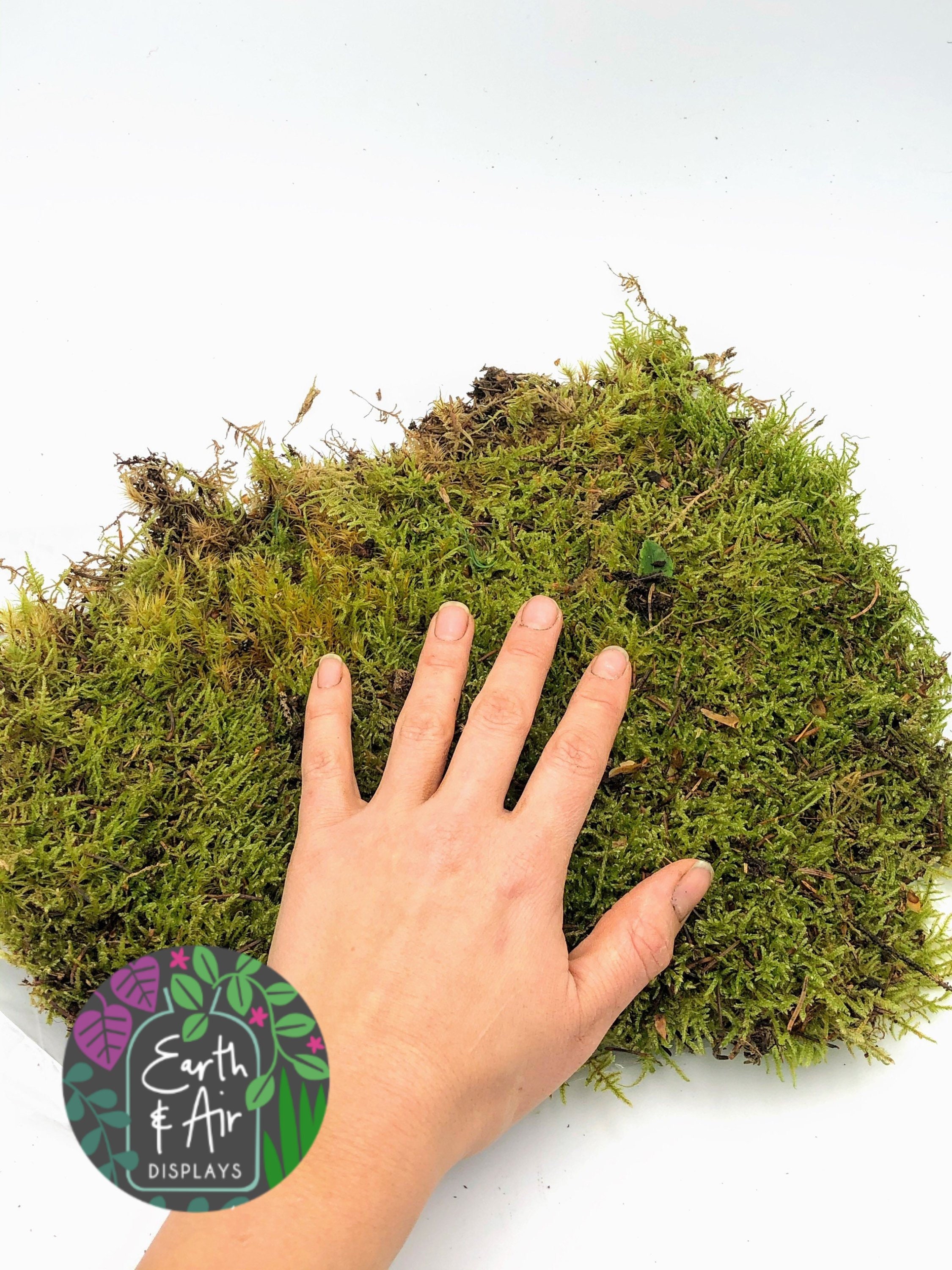 Live Sheet Moss Perfect Ground Cover Real Living Moss For Etsy