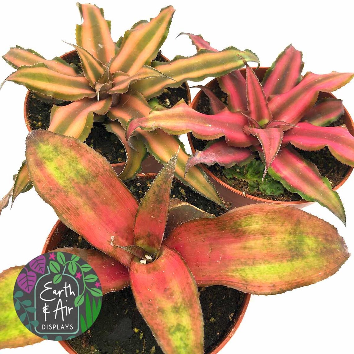 Terrarium Plant Cryptanthus Bromeliads 8.5cm Pots Etsy