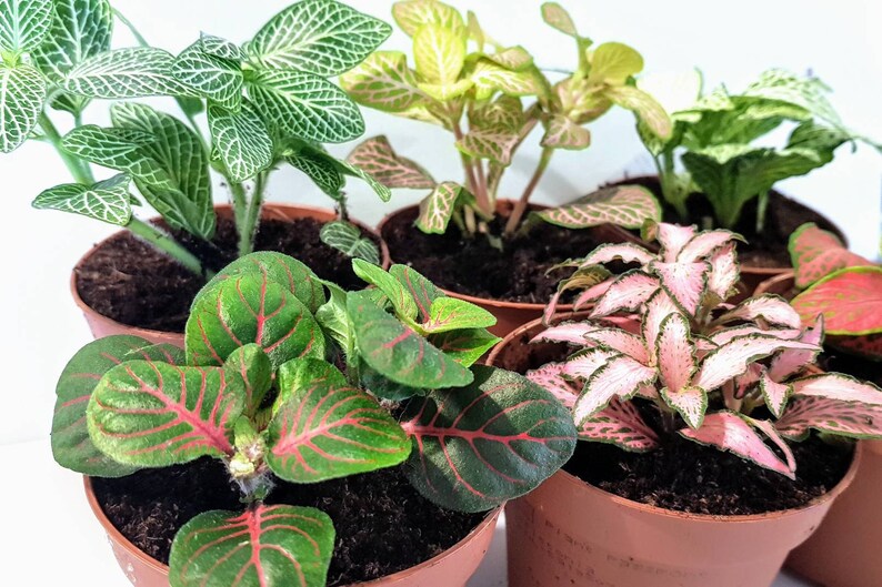 Nerve Plants Fittonia Terrarium Plants Perfect for Open Etsy