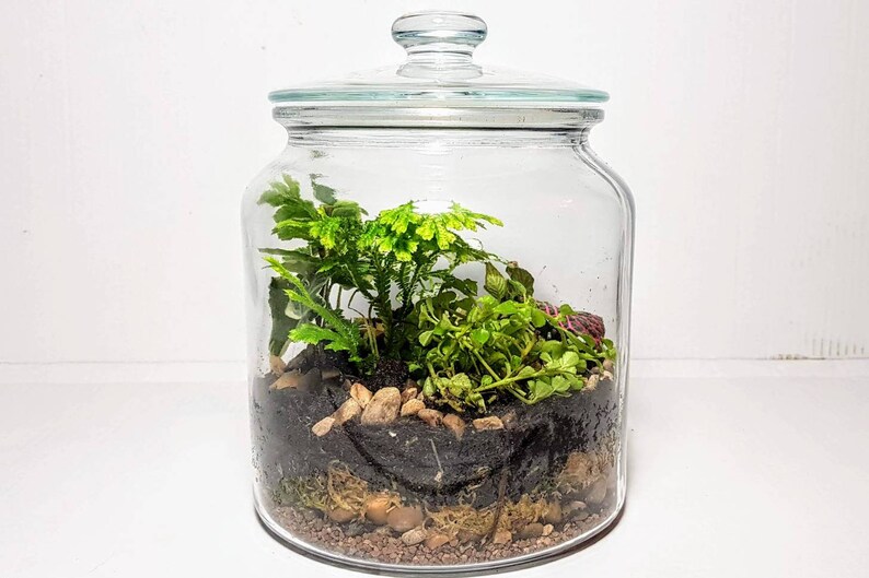 Large Bell Jar Terrarium Kit Plants Optional Etsy