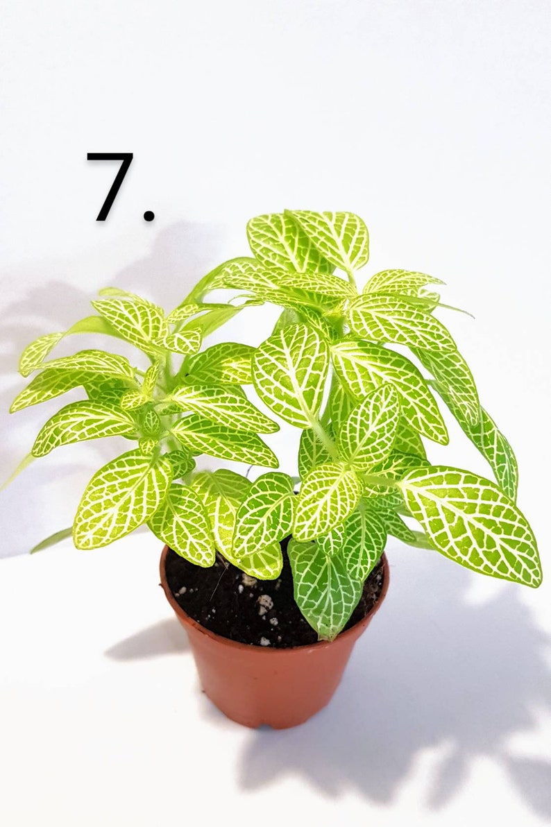 Nerve Plants Fittonia Terrarium Plants Perfect for Open Etsy