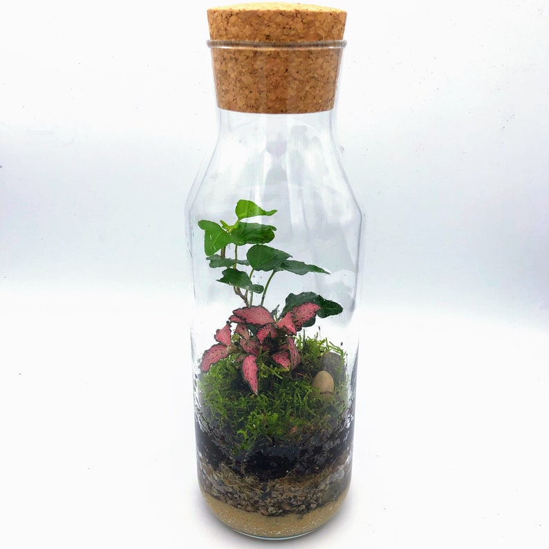 DIY Glass Bottle Terrarium Kit Plants Optional House Gift Etsy