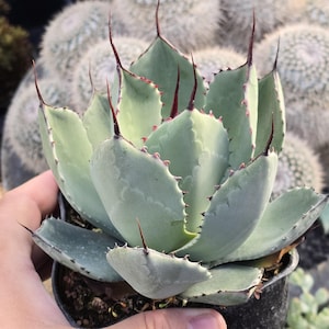 May include: A potted Agave plant with pale green, spiky leaves and dark red-tipped spines. The succulent is held in a black pot, with other cacti visible in the background. The plant's leaves have a serrated edge.