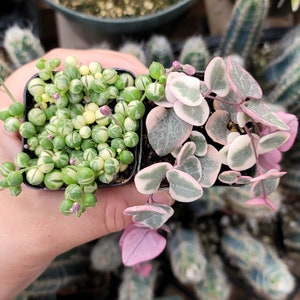Variegated String of Pearls & Hearts: 2" Succulent Set