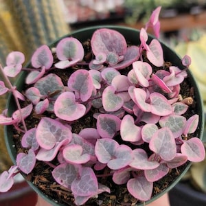 May include: A close-up of a String of Hearts plant in a small green pot. The plant features heart-shaped leaves with pink and green variegation. Other plants are visible in the background, including a cactus and a succulent.