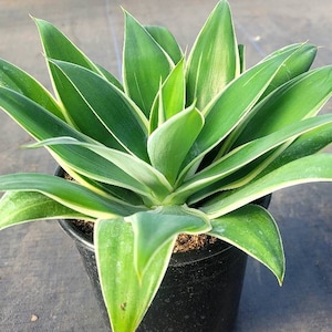 Agave Attenuata Variegated 6" Container