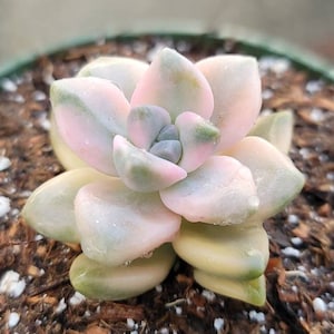May include: A close-up of a succulent plant with pale green, pink, and yellow leaves. The succulent is in a small green pot filled with soil and small white rocks. The plant has a rosette shape.