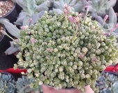6 quot Variegated String of Pearls - Very Healthy