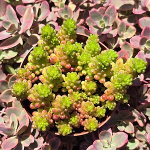 Sedum Rubrotinctum &#39;Mini Me&#39; - 4&quot;
