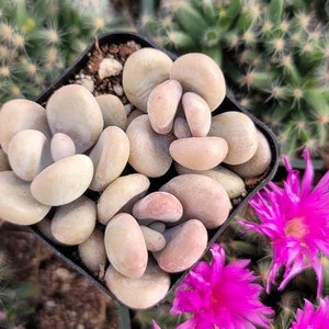 May include: A close-up of a small succulent plant with fleshy, pebble-shaped leaves in a black square pot. The plant is surrounded by pink flowering succulents.