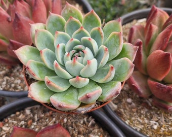 May include: A close-up of a green succulent plant with red edges on the leaves. The plant is in a brown pot and surrounded by brown soil.