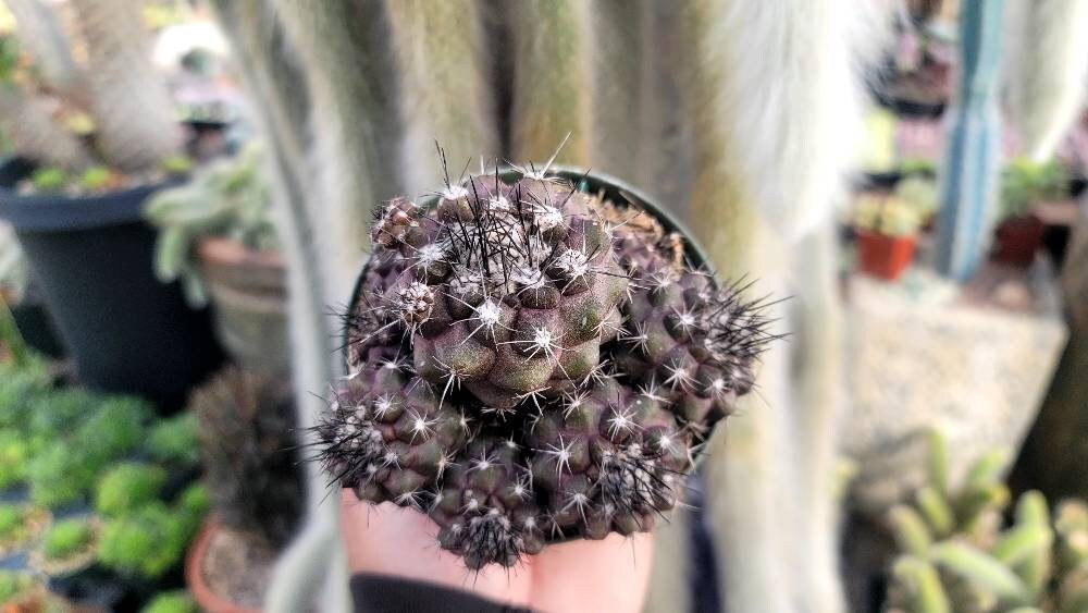 Copiapoa tenuissima f. monstruosa