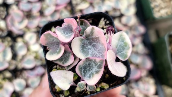 Variegated String of Hearts - Ceropegia Woodii Variegata 2" - Multiple  Bulbs - Etsy Israel