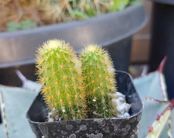 Golden Rat Tail - Double - Hildewintera Aureispina Cristata 2"