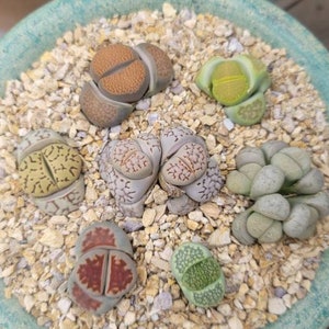 May include: A top-down view of a turquoise ceramic pot filled with small, colorful succulents. The succulents are various shades of green, brown, and red, and are surrounded by small, light-colored pebbles. The arrangement is a vibrant display of desert plants.