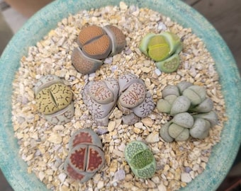 Lithop Random Mix - 3x Different Color/ Texture Lithops - 2" Inch Pots