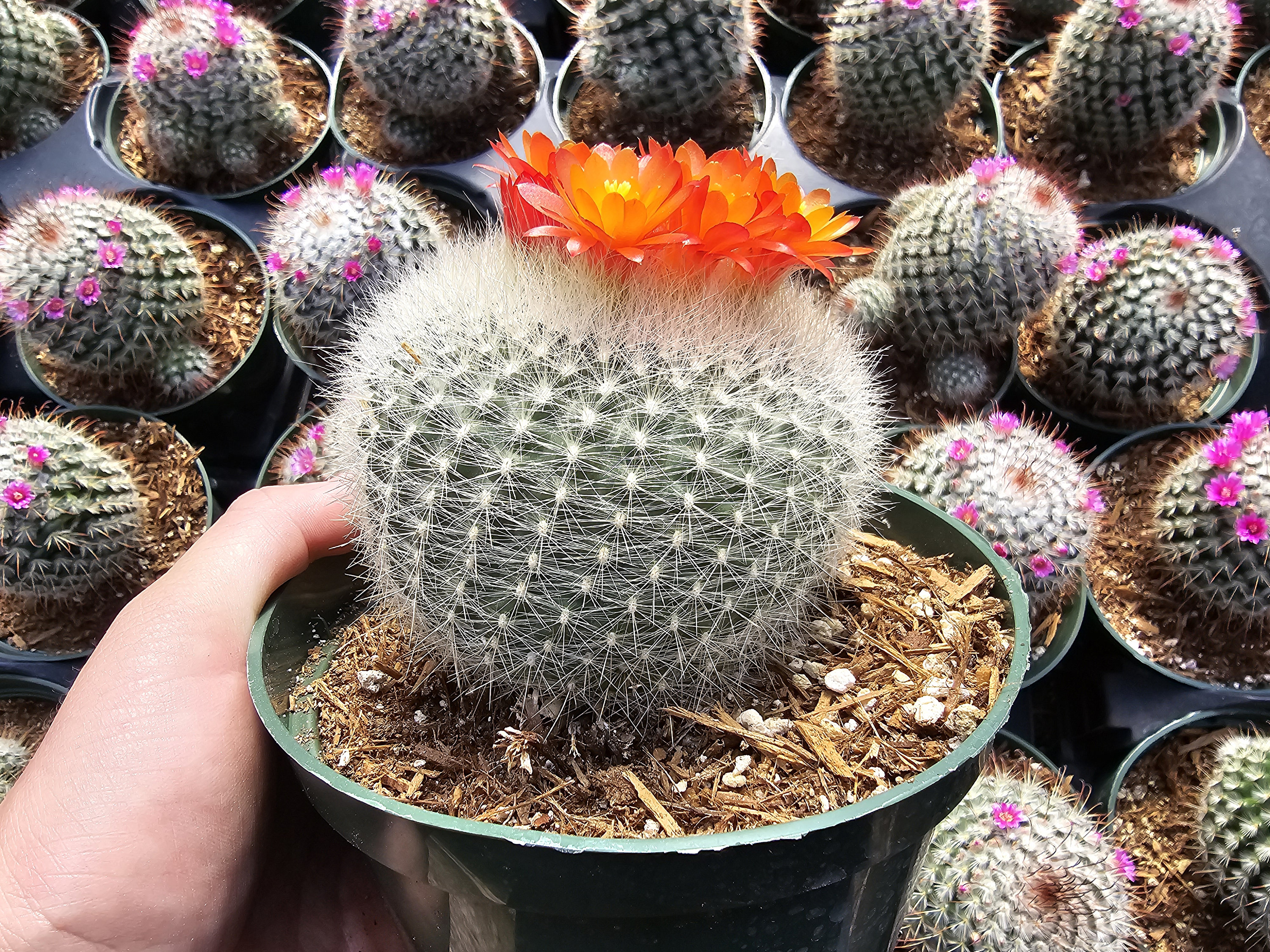 チェリーパイ 180SUS ハートsp G992 HUSQVARNA 592 XP® Chain Saw - 92.7 CC - 7.6 HP*