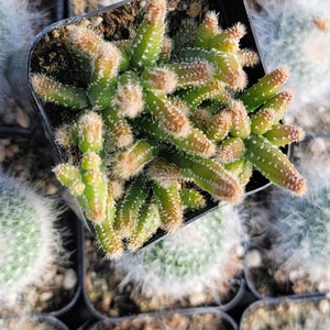 May include: A close-up of a small cactus plant with green stems and white spines. The cactus is growing in a black pot and is surrounded by other cacti.