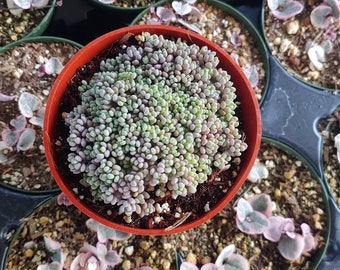 Sedum Dasyphyllum 'Minor' - 4"