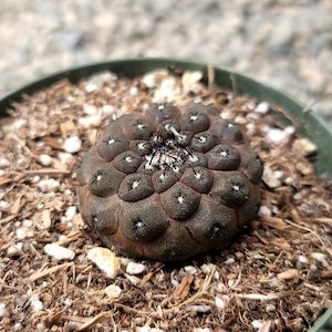 May include: A dark brown cactus with white spots, planted in a green pot. The cactus has a rounded shape with textured segments. The soil is a mix of brown and tan materials. A close-up shot of a unique succulent.