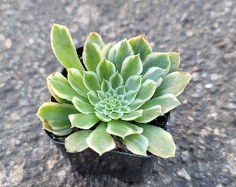 Aeonium Emerald Ice 2" - Rare