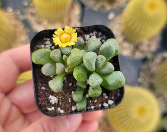 Aloinopsis Schoonesii 2" Inch Pot